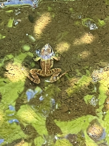 European Common Frog