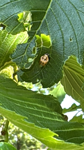 Asian Lady Beetle