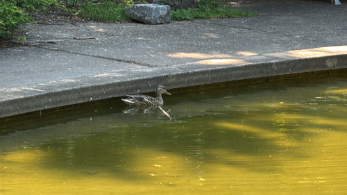 Mallard