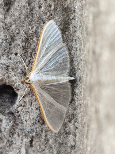 Jasmine Moth
