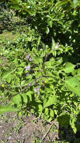 bittersweet nightshade