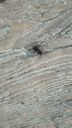 Eastern Black Carpenter Ant