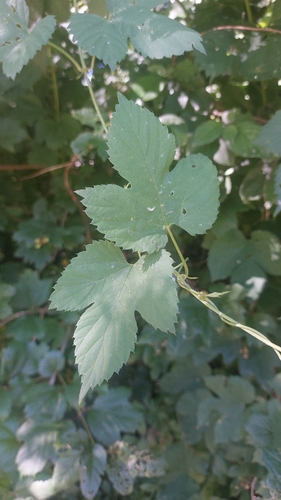 common hops