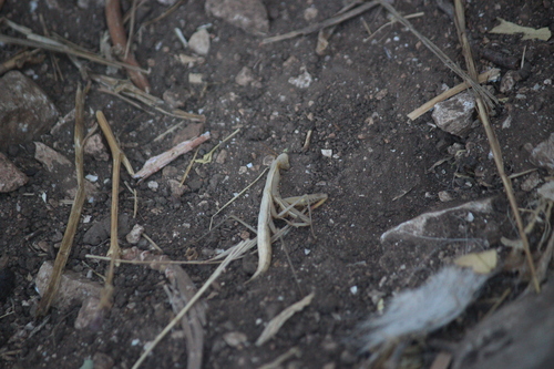 European Mantis