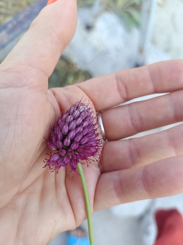 Round-headed Leek