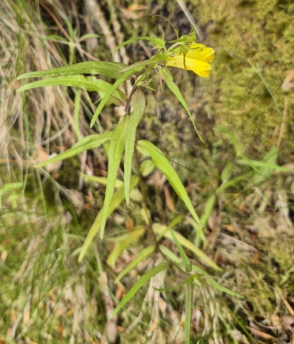 Common Cow-wheat
