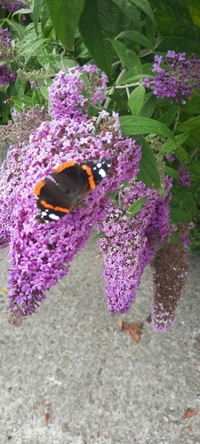 Red Admiral