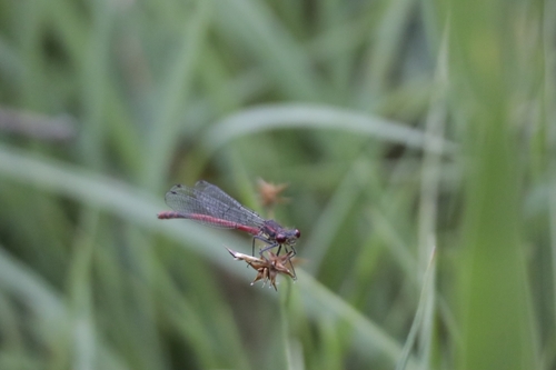 Large Red Damselfly