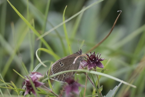 Ringlet