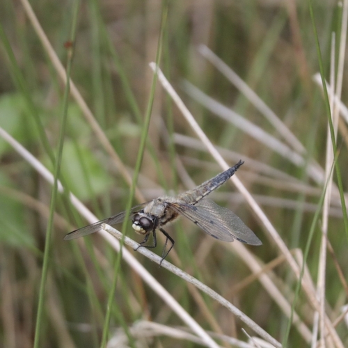 Four-spotted Skimmer