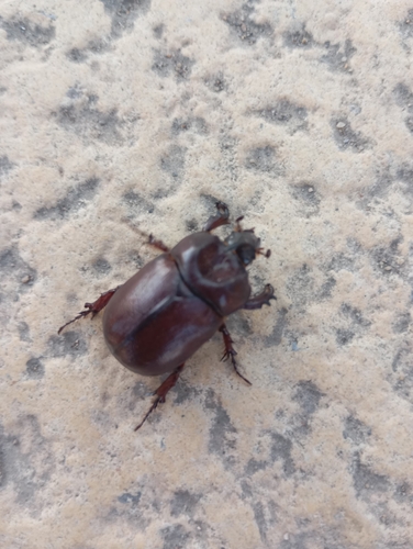 Phyllognathus excavatus