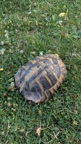 Hermann's Tortoise