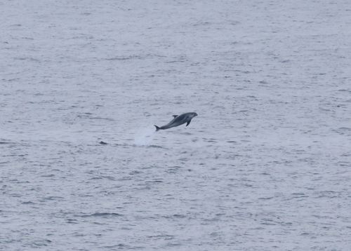 White-beaked Dolphin