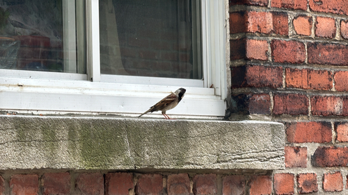 House Sparrow