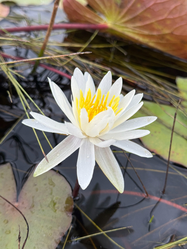American white waterlily