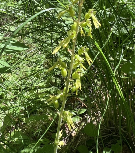 Common Twayblade