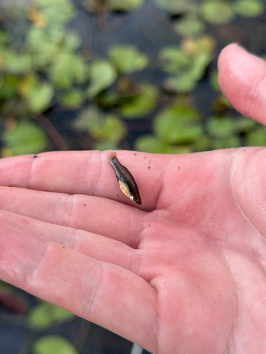 Least Killifish