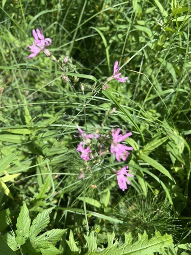 ragged-robin