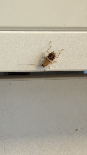 Variable Cockroach