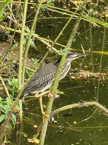 Striated Heron