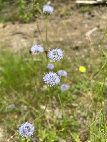 Sheep's-bit