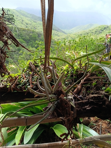 Potbelly Airplant