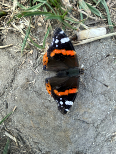 Red Admiral