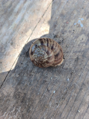 Chocolate-band Snail
