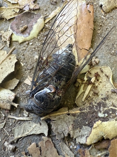 Common Cicada