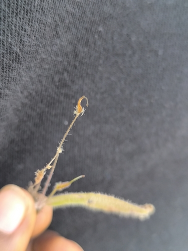 Streptocarpus hirticapsa