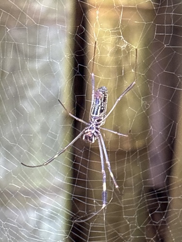 Golden Silk Spider
