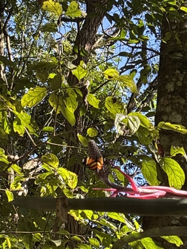 Heliconius ethilla narcaea