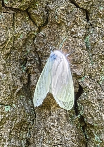 White Satin Moth