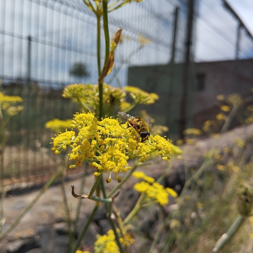 Yellow-haired Sun Fly