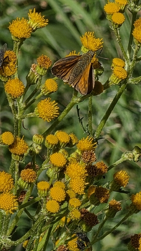 Large Skipper