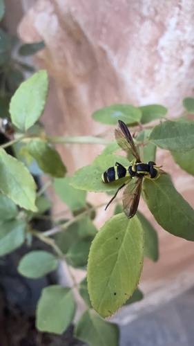 Xanthogramma marginale