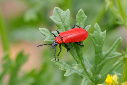 Black-headed Cardinal Beetle