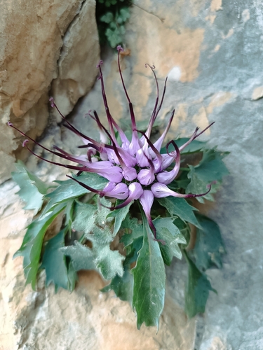 Tufted horned rampion