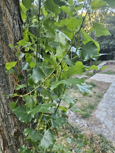Black Poplar
