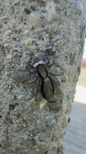 Menemerus taeniatus