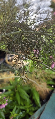 Black Swallowtail