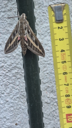 Striped Hawkmoth