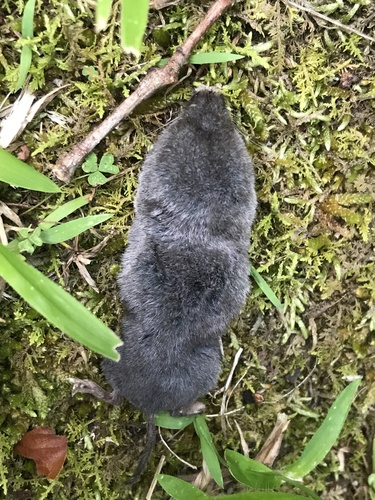 Southern Short-tailed Shrew observed by sammyisafuzzydog
