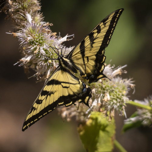 iNaturalist observation photo of Western Tiger Swallowtail