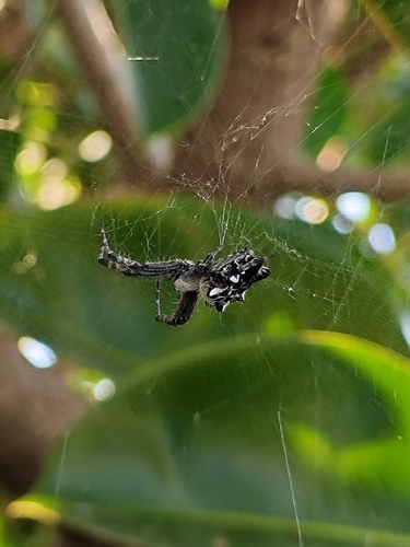 Tropical Tent-web Spider