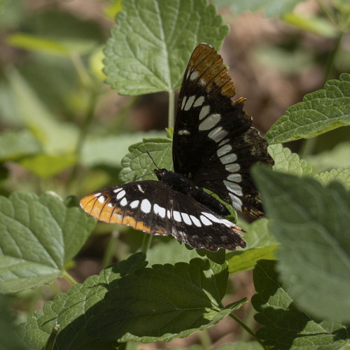 iNaturalist observation photo of Lorquin's Admiral