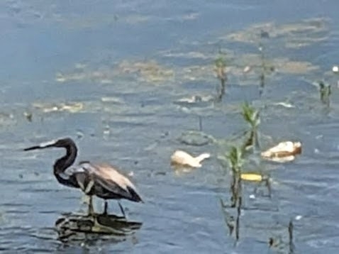 Tricolored Heron