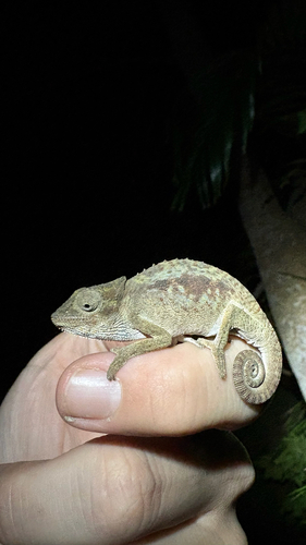 Setaro's Dwarf Chameleon