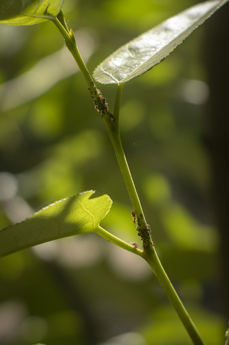 iNaturalist observation photo of Smoky Poplar Aphid
