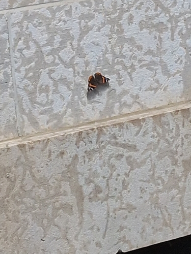 Red Admiral
